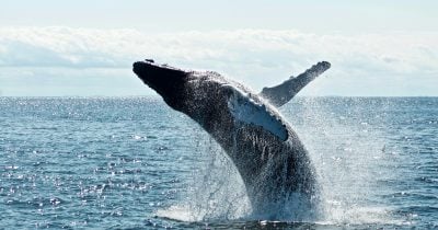 bitcoin-holders-move-14,217-btc-from-long-dormant-wallets