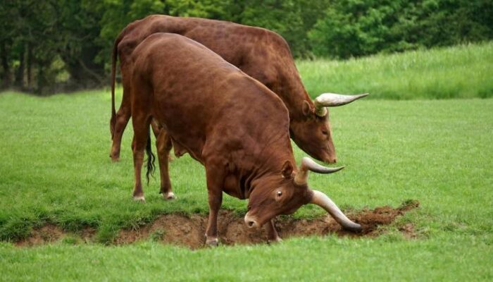 xrp’s-2017-pattern-returns-in-2025,-analyst-predicts-massive-rally