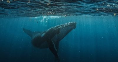 bitcoin-whale-deposits-$40m-usdc-into-hyperliquid-to-boost-btc-short-position