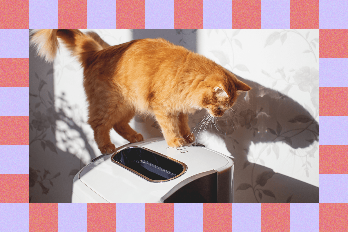 fear-not!-you-can-live-with-a-cat-even-if-you’re-allergic
