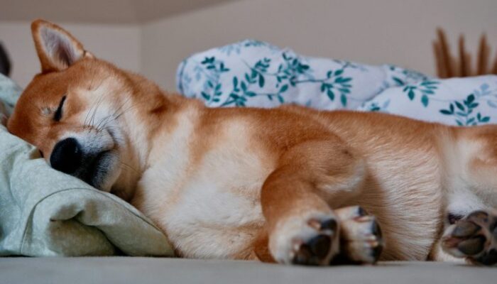 shiba-inu-might-be-‘dead-and-sleeping’,-but-not-for-long,-crypto-expert-says