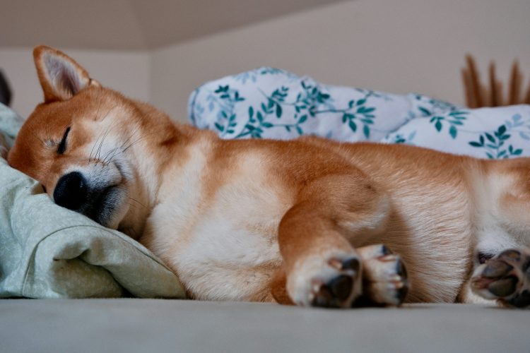 shiba-inu-might-be-‘dead-and-sleeping’,-but-not-for-long,-crypto-expert-says