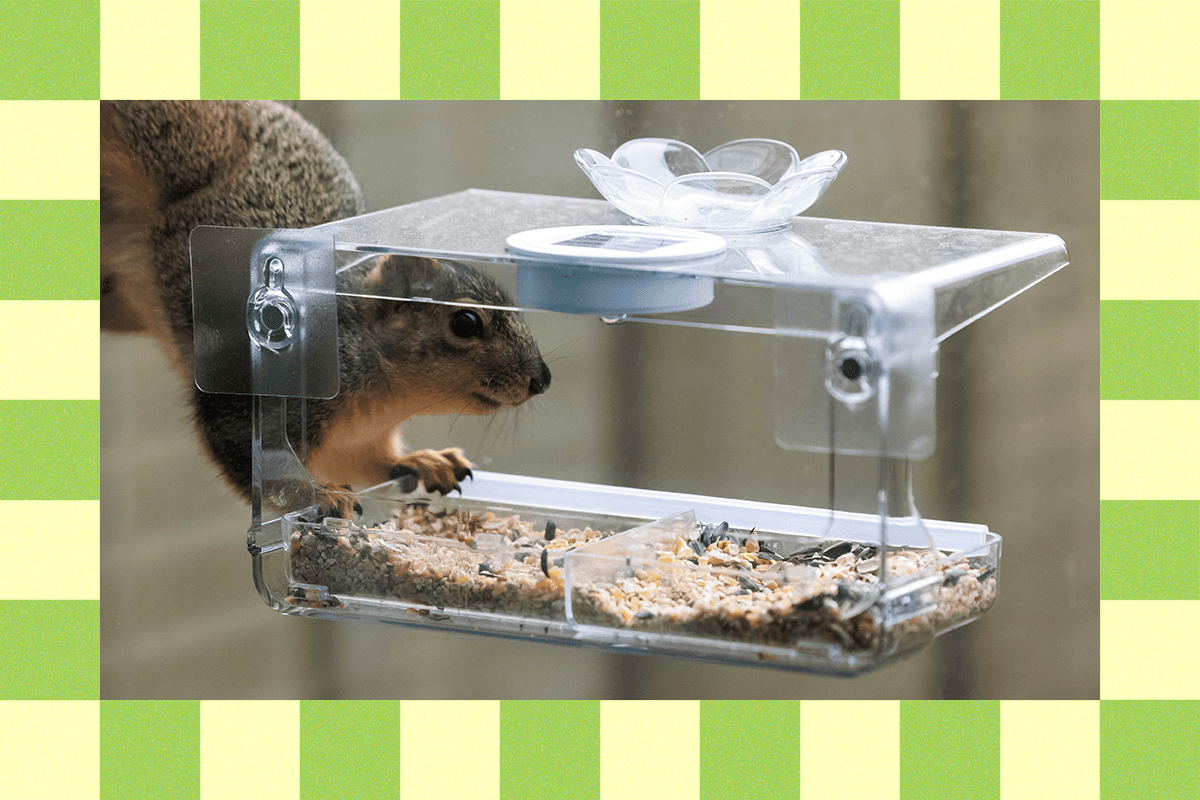 don’t-let-the-fuzzy-rats-win:-tips-from-a-squirrel-hater-who’s-seen-it-all