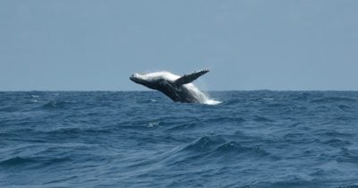 cryptoquant-reports-bitcoin-whales-back-in-profit-at-$112,788