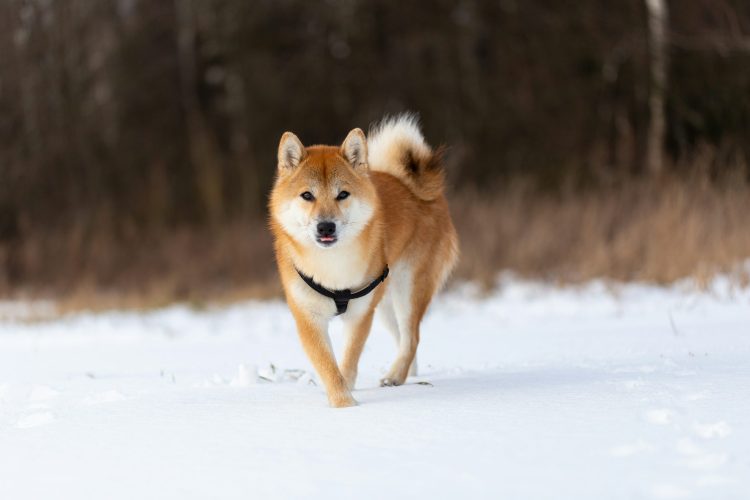 dogecoin-rsi-returns-to-pre-launch-levels,-analyst-says-next-major-surge-is-close