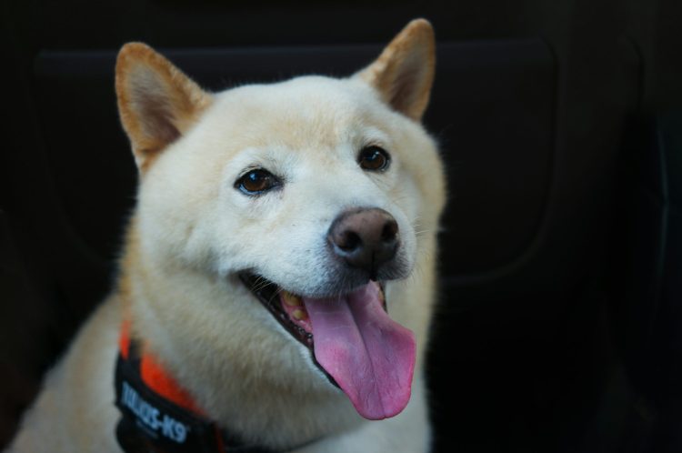 ‘good-news’-finally-arrives-for-shib-army-as-team-unveils-new-update