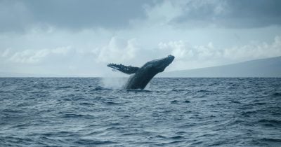 new-whale-wallet-deposits-$7m-into-hyperliquid-for-$btc,-$xrp-short-positions new-whale-wallet-deposits-$7m-into-hyperliquid-for-$btc,-$xrp-short-positions