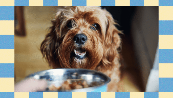 your-pet-is-probably-overweight.-these-tips-can-help-manage-its-health your-pet-is-probably-overweight.-these-tips-can-help-manage-its-health