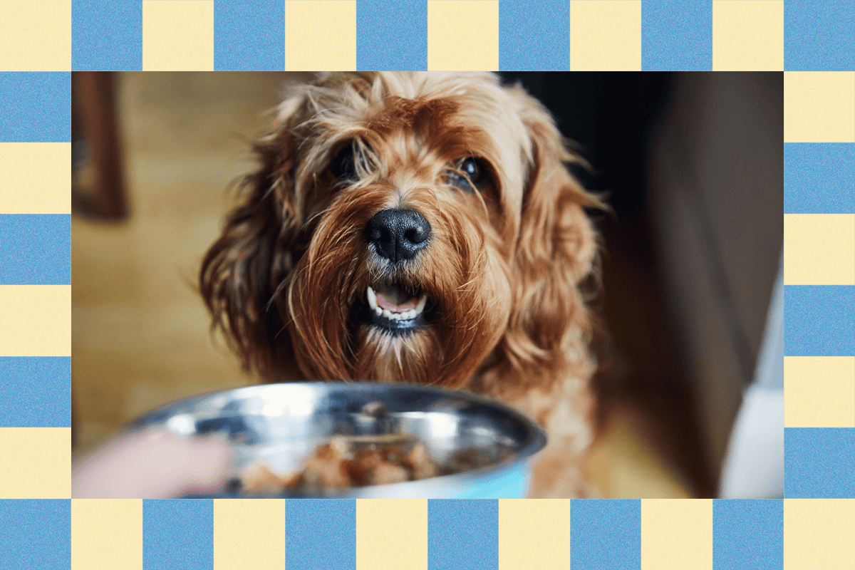 your-pet-is-probably-overweight.-these-tips-can-help-manage-its-health your-pet-is-probably-overweight.-these-tips-can-help-manage-its-health