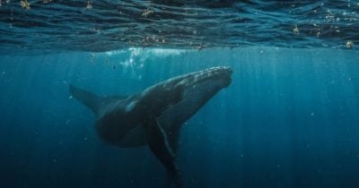 bitcoin-og-owen-gunden-moves-$372m-in-btc,-first-batch-hits-kraken