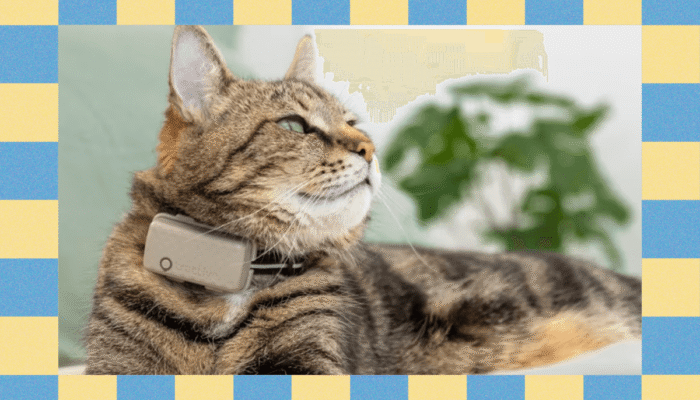 take-your-helicopter-(pet)-parenting-to-the-next-level-with-tractive’s-smart-cat-tracker