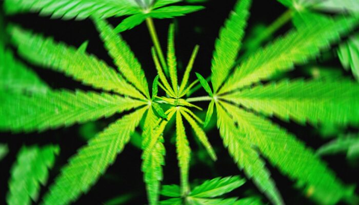 a-proposed-federal-thc-ban-would-‘wipe-out’-hemp-products-that-get-people-high