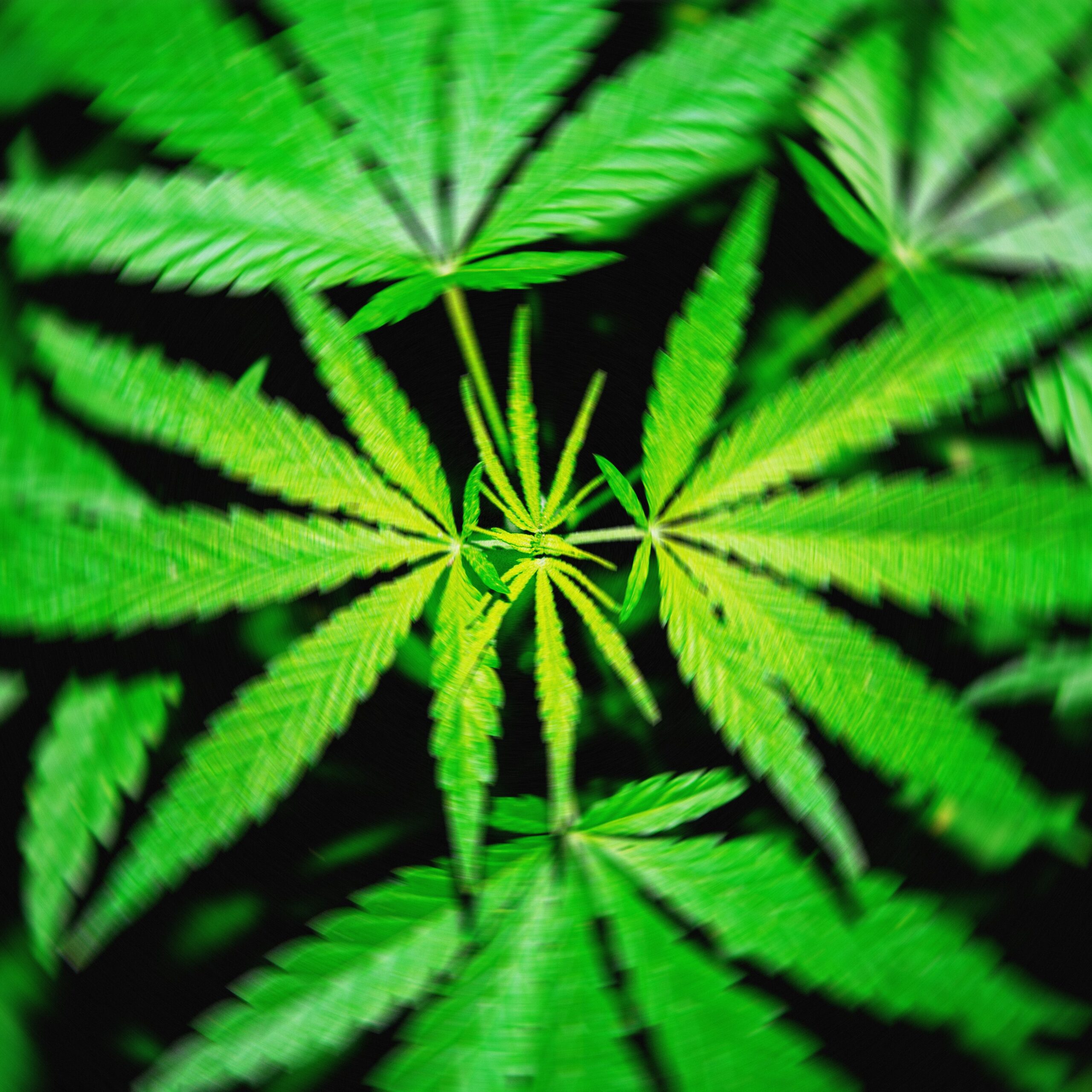 a-proposed-federal-thc-ban-would-‘wipe-out’-hemp-products-that-get-people-high