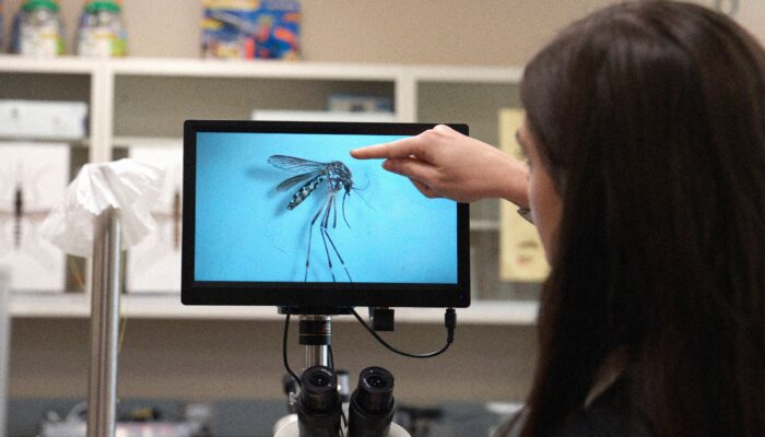 an-invasive-disease-carrying-mosquito-has-spread-to-the-rocky-mountains an-invasive-disease-carrying-mosquito-has-spread-to-the-rocky-mountains