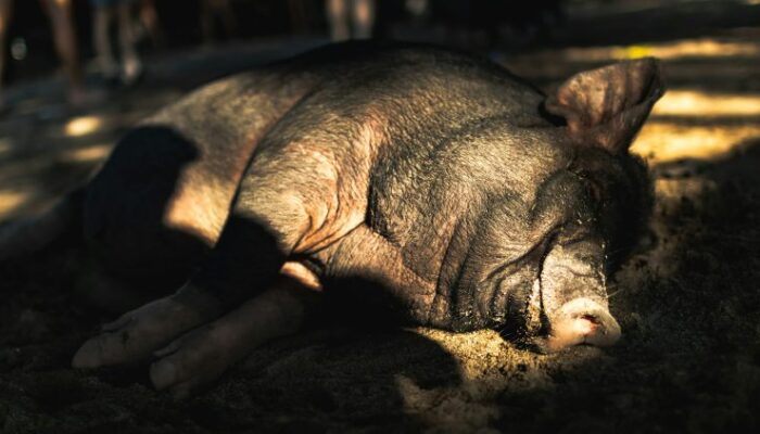 crypto-‘pig-butchering’-scam-escalating-into-a-national-security-risk—-study