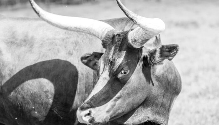 from-dotcom-to-crypto:-veteran-analyst-says-the-bull-run-isn’t-over from-dotcom-to-crypto:-veteran-analyst-says-the-bull-run-isn’t-over