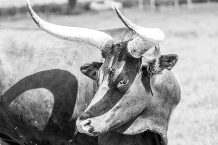 from-dotcom-to-crypto:-veteran-analyst-says-the-bull-run-isn’t-over from-dotcom-to-crypto:-veteran-analyst-says-the-bull-run-isn’t-over