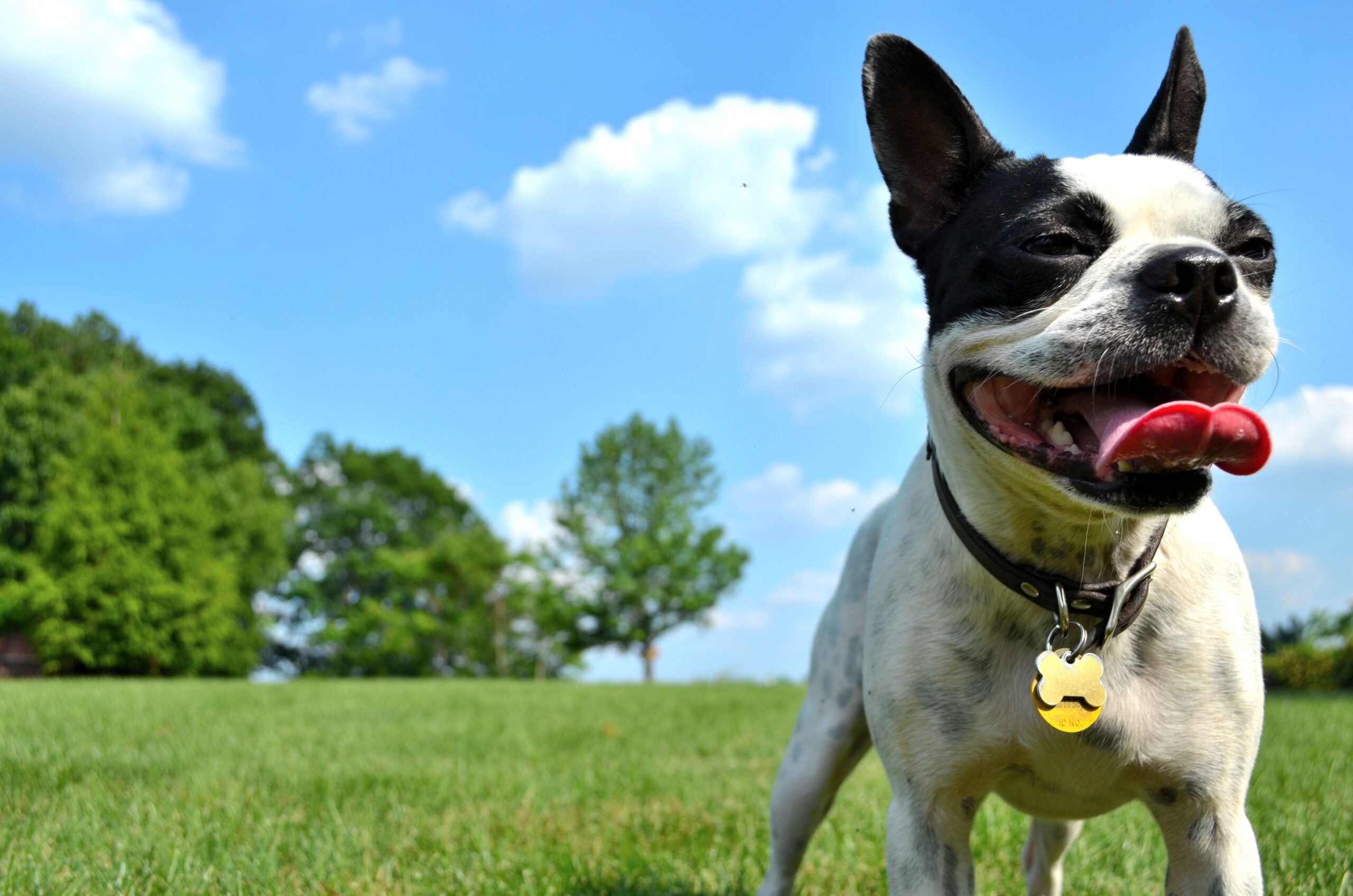 the-climate-impact-of-owning-a-dog