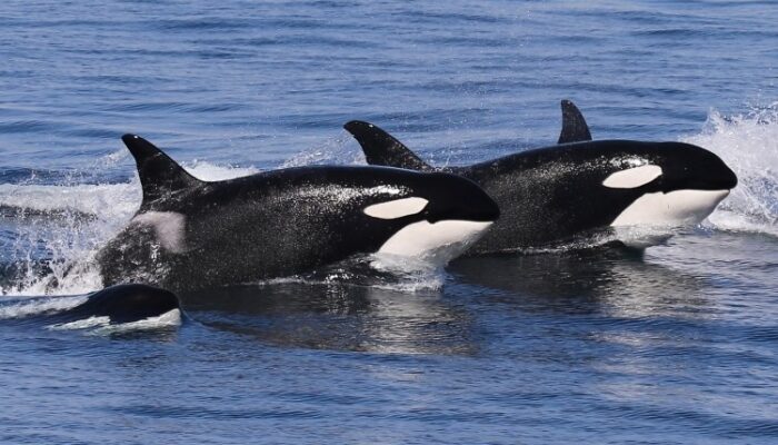 bitcoin-veterans-cashing-out-could-trigger-deeper-losses,-schiff-claims